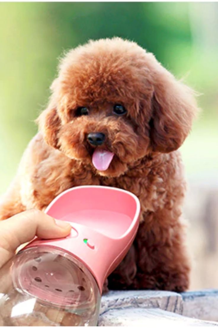 Bebedero Portátil Mascotas HydraPet Go®